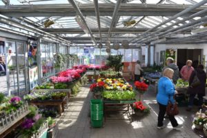 Schöne Auswahl an Frühlingsblumen bei Blumen Brechte in Isen