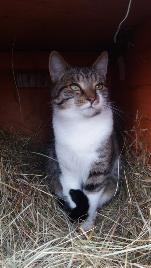 Kater Momo aus Isen wird vermisst