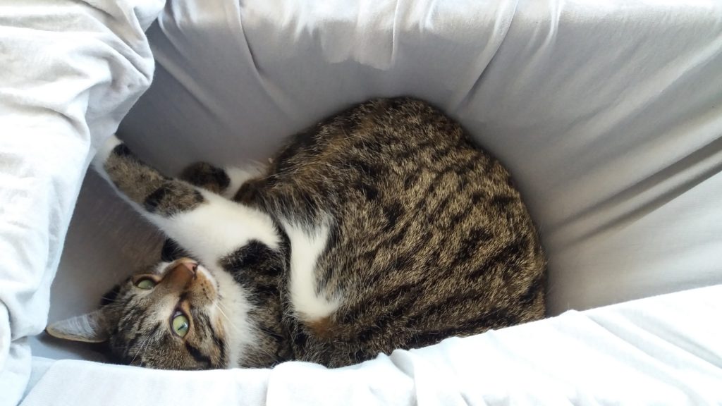 Kater Momo aus Isen wird vermisst