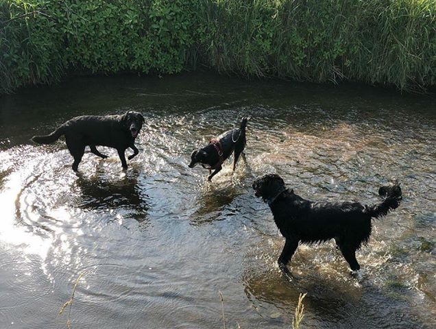 Hunde haben Spaß beim Gassigehservice von Denise Kunert in Haag