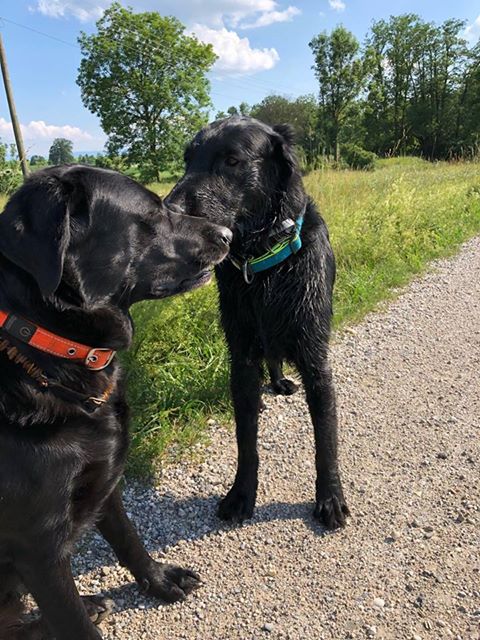 Hunde im Einsatz beim Gassigehservice